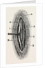 Ligature by Anonymous