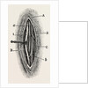 Ligature by Anonymous