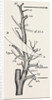 External carotid artery; natural size by Anonymous