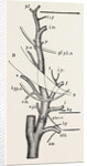 External carotid artery; natural size by Anonymous