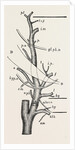 External carotid artery; natural size by Anonymous