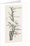 External carotid artery; natural size by Anonymous
