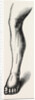 Ligature by Anonymous