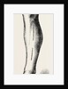 Ligature by Anonymous