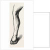 Ligature by Anonymous