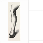 Ligature by Anonymous