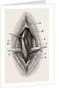 Ligature by Anonymous