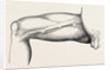 Ligature of the right common femoral at the base of scarpa's by Anonymous