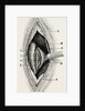 Ligature by Anonymous