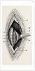 Ligature by Anonymous