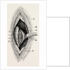 Ligature by Anonymous