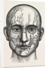 The nerves of the face by Anonymous