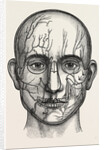 The nerves of the face by Anonymous
