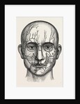The nerves of the face by Anonymous