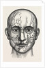The nerves of the face by Anonymous