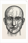 The nerves of the face by Anonymous