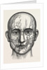 The nerves of the face by Anonymous