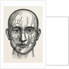 The nerves of the face by Anonymous