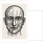 The nerves of the face by Anonymous