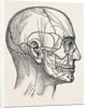 The nerves of the face and of the side of the head by Anonymous