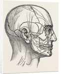 The nerves of the face and of the side of the head by Anonymous