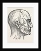 The nerves of the face and of the side of the head by Anonymous