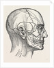 The nerves of the face and of the side of the head by Anonymous