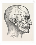 The nerves of the face and of the side of the head by Anonymous