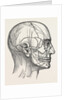 The nerves of the face and of the side of the head by Anonymous