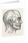 The nerves of the face and of the side of the head by Anonymous