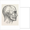 The nerves of the face and of the side of the head by Anonymous