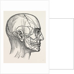 The nerves of the face and of the side of the head by Anonymous