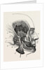 The third division of the fifth nerve by Anonymous