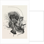 The third division of the fifth nerve by Anonymous