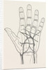 Surface markings on the palm of ffile hand by Anonymous