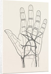 Surface markings on the palm of ffile hand by Anonymous
