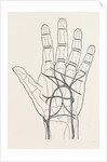 Surface markings on the palm of ffile hand by Anonymous