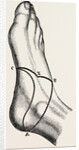 Inner and outer sides of the right foot by Anonymous