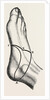 Inner and outer sides of the right foot by Anonymous