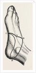 Inner and outer sides of the right foot by Anonymous