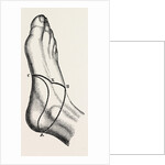 Inner and outer sides of the right foot by Anonymous