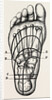 Plantar incisions by Anonymous