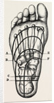 Plantar incisions by Anonymous