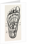Plantar incisions by Anonymous