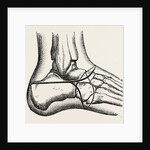 Pasquier by Anonymous