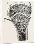 Upper end of the humerus by Anonymous