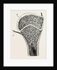 Upper end of the humerus by Anonymous