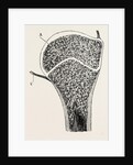 Upper end of the humerus by Anonymous