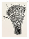 Upper end of the humerus by Anonymous