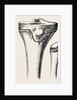 Epiphyses of the femur by Anonymous